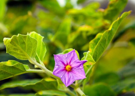 کشت نشاء بادمجان در ۲ هزار هکتار از مزارع رودان آغاز شد