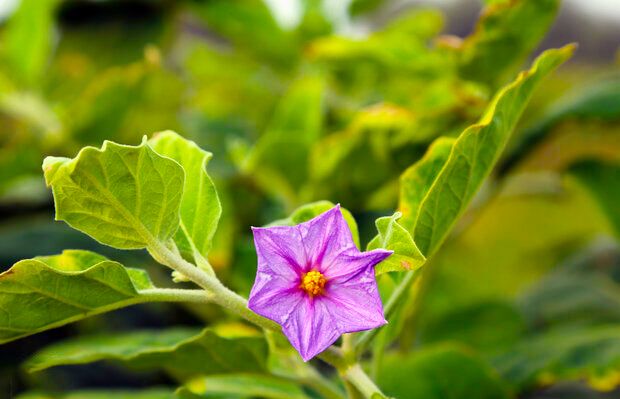 کشت نشاء بادمجان در ۲ هزار هکتار از مزارع رودان آغاز شد