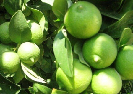 برداشت لیمو ترش بخش رودخانه رودان