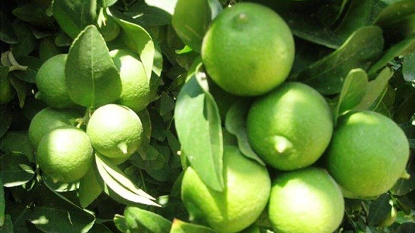 برداشت لیمو ترش بخش رودخانه رودان