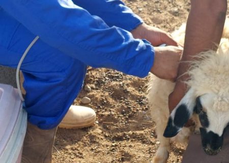 اجرای فاز اول واکسیناسیون دام‌ها علیه تب برفکی در رودان