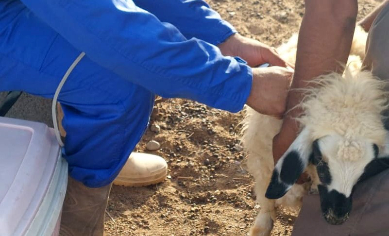 اجرای فاز اول واکسیناسیون دام‌ها علیه تب برفکی در رودان