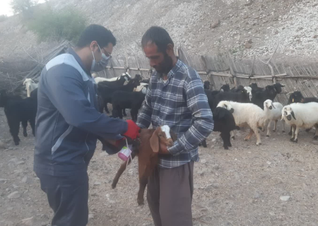 بیش از ۳ هزار دام در رودان علیه تب برفکی رایگان واکسیناسیون شدند