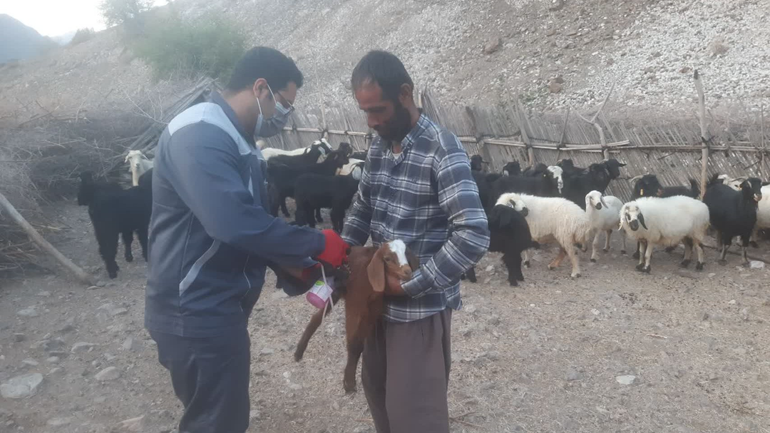 بیش از ۳ هزار دام در رودان علیه تب برفکی رایگان واکسیناسیون شدند