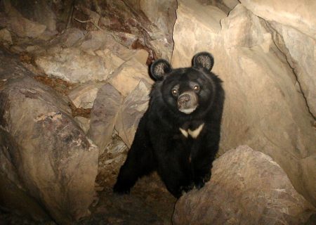 حمله خرس سیاه آسیایی به دام‌های روستایی در رودان