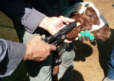 خرید و فروش دام فاقد پلاک و مجوز ممنوع است