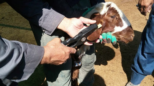 خرید و فروش دام فاقد پلاک و مجوز ممنوع است