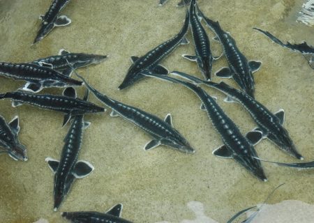 سه تُن ماهی خاویاری از مزارع پرورش ماهی رودان برداشت شد