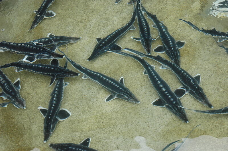 سه تُن ماهی خاویاری از مزارع پرورش ماهی رودان برداشت شد