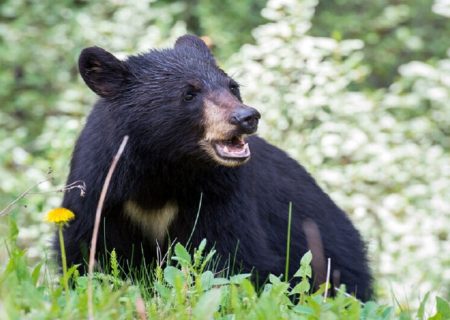 حمله خرس سیاه آسیایی به دام‌ روستایی در رودان