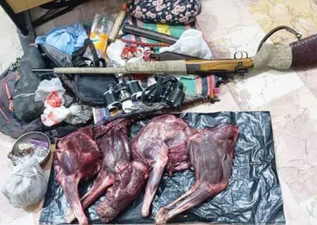 دستگیری متخلف شکار قوچ وحشی در رودان