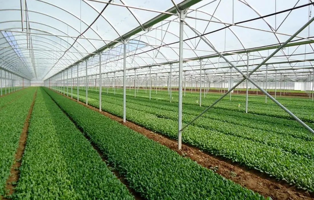 احداث گلخانه‌های «نت‌هاوس» در بخش جغین رودان سرعت گرفت