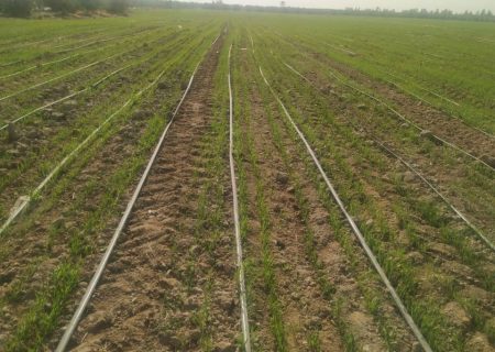 آغاز کاشت گندم در مزارع بخش رودخانه رودان