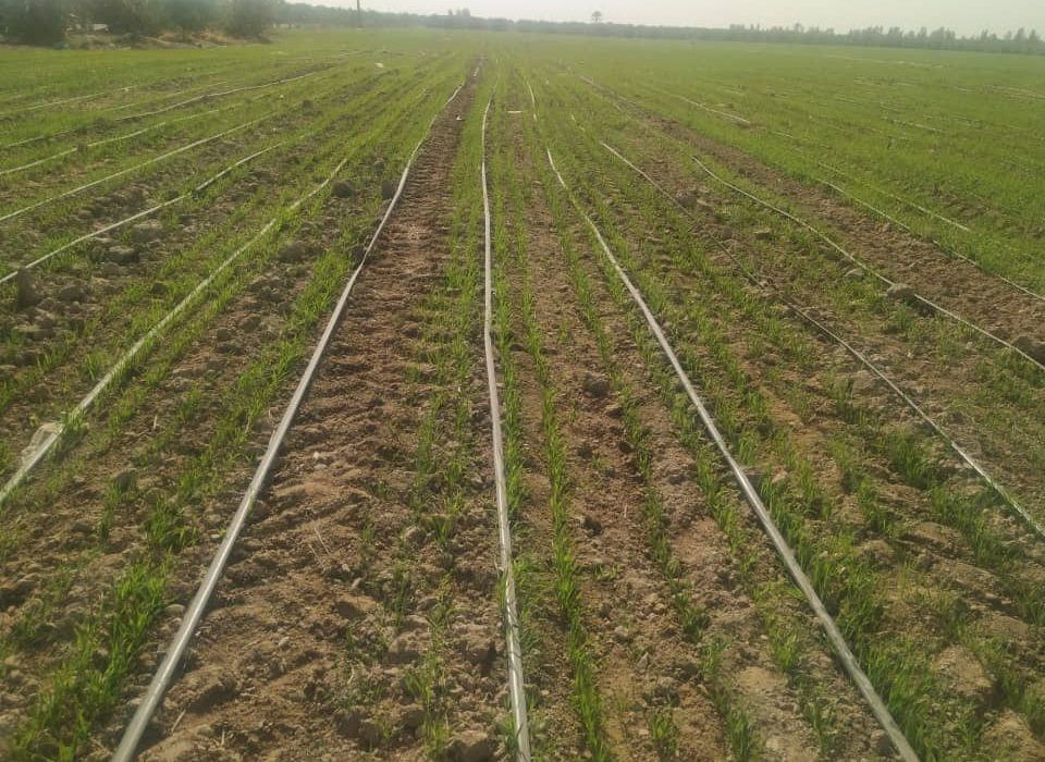 آغاز کاشت گندم در مزارع بخش رودخانه رودان