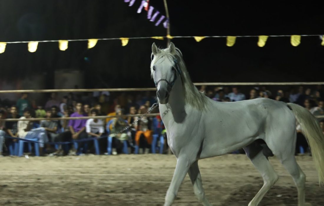 دومین فستیوال شو سواره