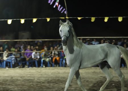 دومین فستیوال شو سواره