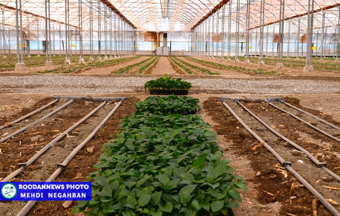 کشت محصولات گلخانه‌ای در رودان