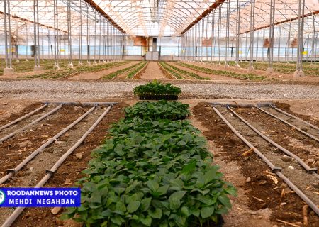 کشت محصولات گلخانه‌ای در رودان