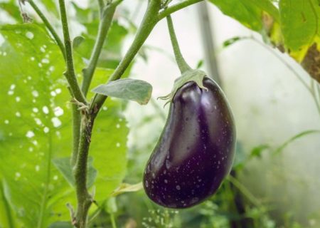 بهبود قیمت بادمجان در هرمزگان از نیمه آذر؛ برداشت خارج از فصل آغاز شد