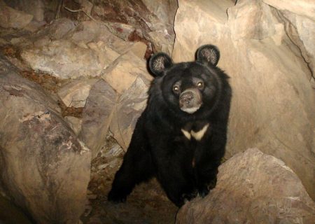 حمله دوباره خرس سیاه آسیایی به دام‌های روستایی در فاریاب رودان