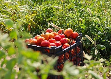 هرمزگان قطب تولید محصولات زراعی زمستانه کشور