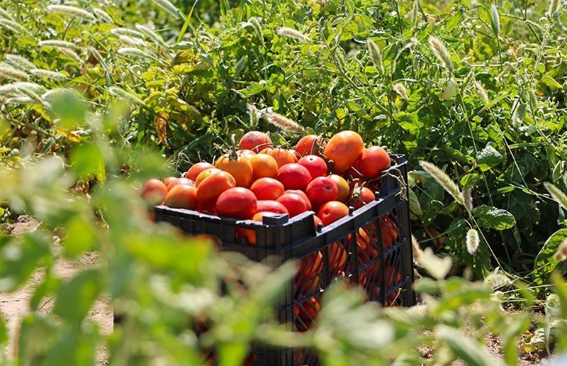 هرمزگان قطب تولید محصولات زراعی زمستانه کشور