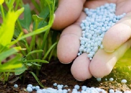 توزیع 835 تن کود کشاورزی اوره در شهرستان رودان