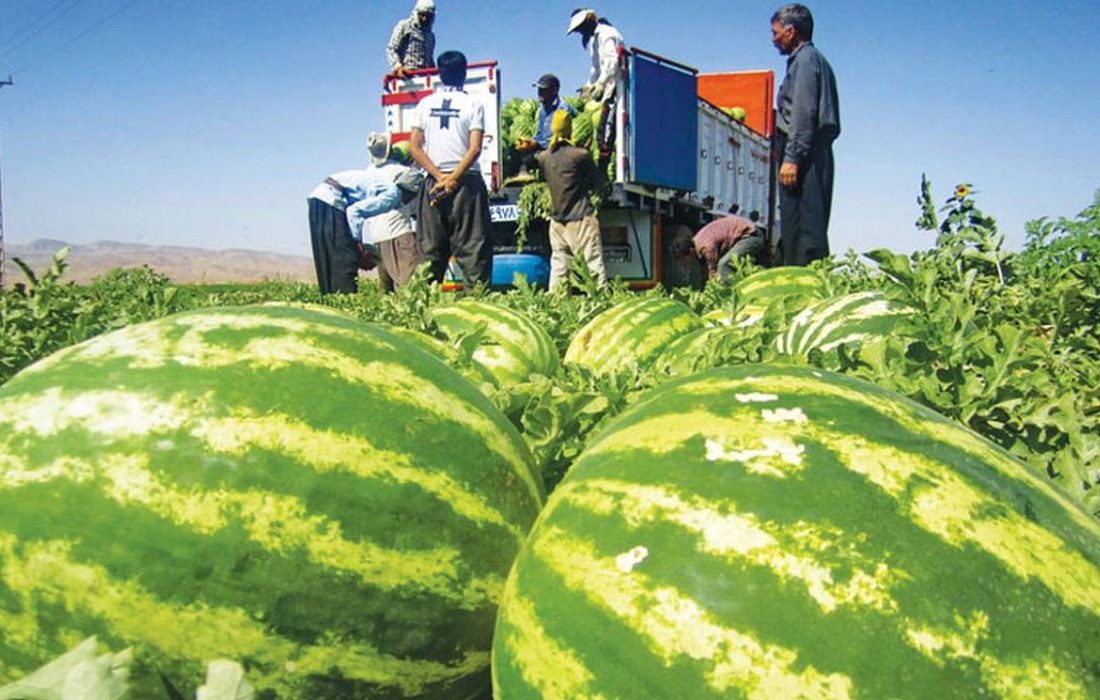آغاز برداشت هندوانه شب یلدا از مزارع شهرستان رودان