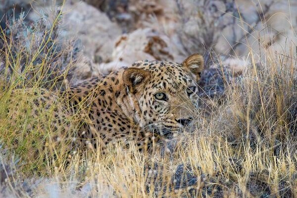 حمله پلنگ به دام‌های اهلی در بخش رودخانه رودان؛ خسارت دامداران در حال بررسی