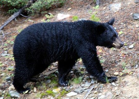 حمله خرس به دام‌های روستایی چهاردهنه‌ای و کاریزای رودان