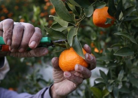 برداشت مرغوب‌ترین نارنگی کشور در هرمزگان آغاز شد