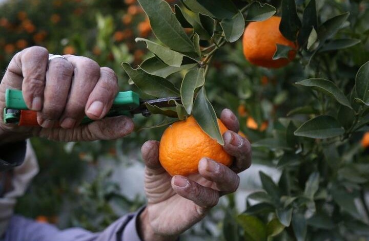 برداشت مرغوب‌ترین نارنگی کشور در هرمزگان آغاز شد