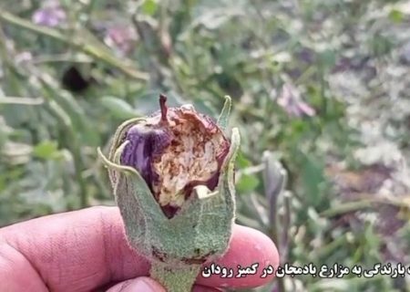 خسارت بارندگی به مزارع بادمجان در کمیز رودان