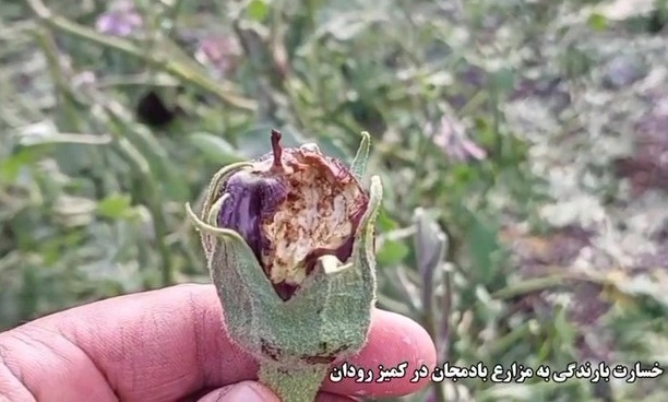 خسارت بارندگی به مزارع بادمجان در کمیز رودان