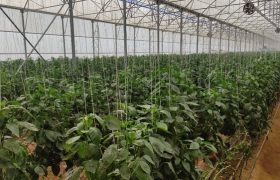 گازرسانی به گلخانه‌های رودان شتاب گرفت