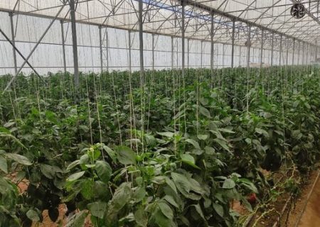 گازرسانی به گلخانه‌های رودان شتاب گرفت