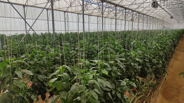 گازرسانی به گلخانه‌های رودان شتاب گرفت