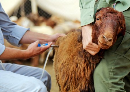 مایه‌کوبی بیش از۳۰ هزار رأس دام در رودان