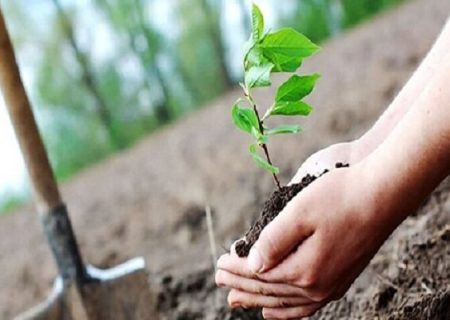 توزیع ۴۰۰ اصله نهال رایگان بین نمازگزاران رودانی