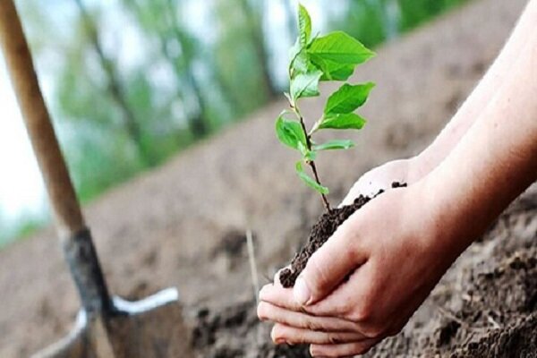 توزیع ۴۰۰ اصله نهال رایگان بین نمازگزاران رودانی
