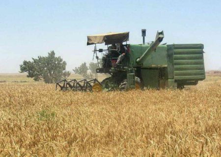 پیش‌بینی برداشت ۷۰۰ تن جو در رودان