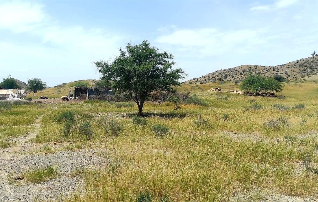 اخطاریه خروج دام عشایر از مراتع شهرستان رودان صادر شد