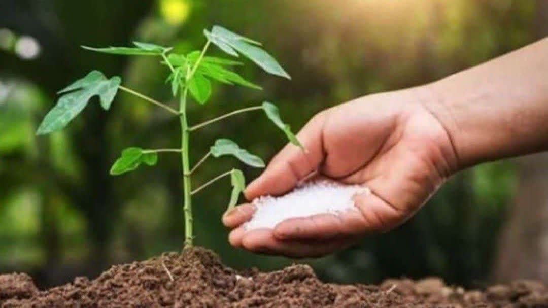 افزایش ۸ درصدی توزیع کودهای شیمیایی در رودان