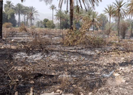 مهار آتش‌سوزی در باغات  فاریاب رودان