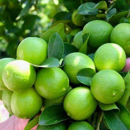 رودان، قطب تولید لیموترش کشور/ آمادگی و تجهیز ۳۰ واحد سورتینگ شهرستان رودان برای آغاز برداشت لیموترش