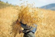 خرید بیش از ۷ میلیون و ۶۰۰ هزار کیلوگرم گندم توسط تعاون روستایی