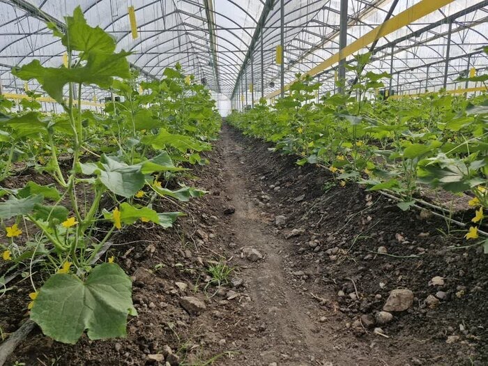 بهرهبرداری از ۷ طرح کشاورزی در بخش جغین