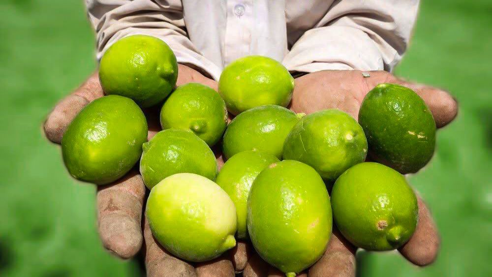 هرمزگان قطب مهم تولید لیمو ترش کشور با ۳۰۰ هزار تن تولید