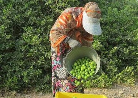 بازار داغ برداشت لیمو از باغات هرمزگان