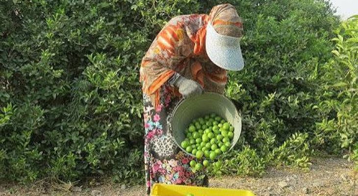 بازار داغ برداشت لیمو از باغات هرمزگان